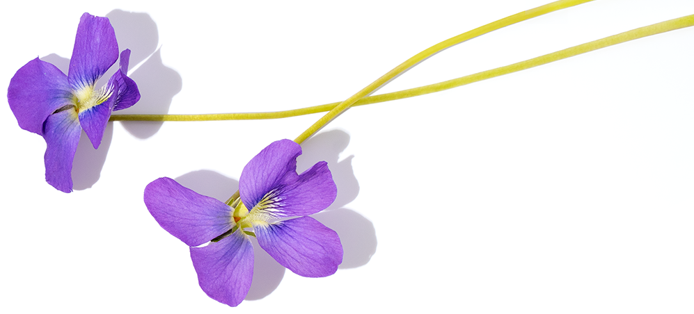 Violetā piezīme